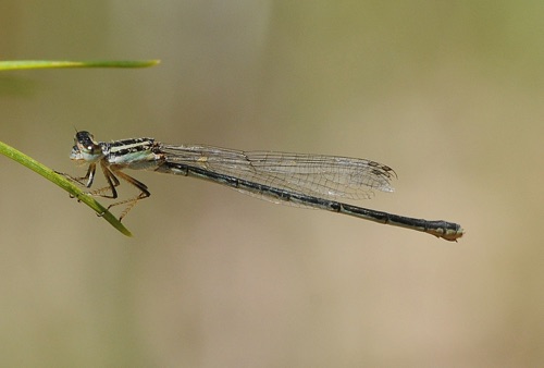 Female
2009_08_09_Enallagma concisum